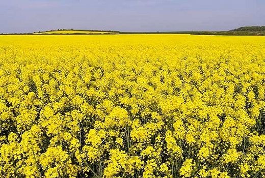 پرداخت ما‌به‌التفاوت به تولیدکنندگان کلزا