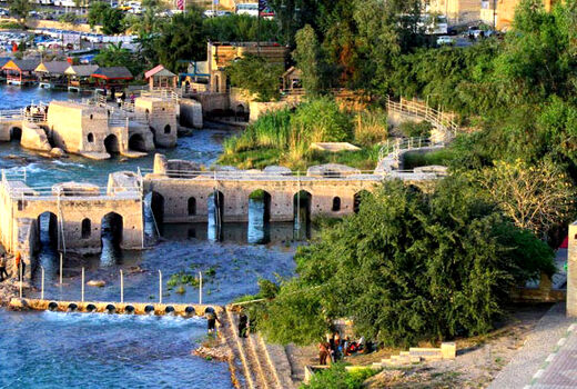 کشت کنجد ناشکوفا در مزارع شهرستان دزفول