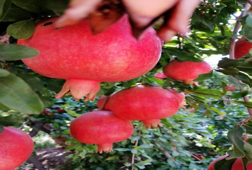 اهمیت استفاده از فناوری‌های نوین در تولید انار 