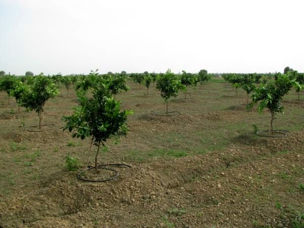 2500 هکتار از باغ‌های جویبار به سامانه نوین آبیاری مجهز شد