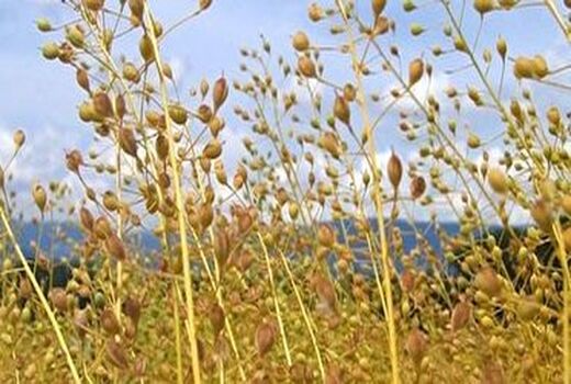 کشت گیاه روغنی کاملینا برای نخستین بار در شهرستان ارومیه