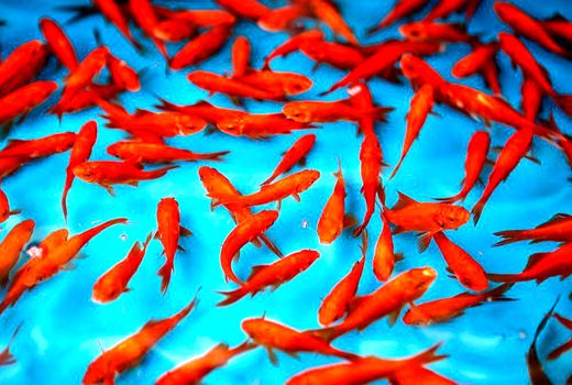 تهیه ماهی قرمز شب عید از مراکز معتبر و مورد تایید