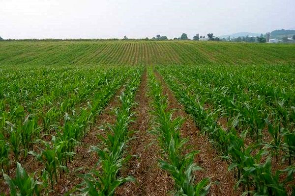 بیش از ۲۷ هکتار از اراضی زراعی و باغی آذربایجان غربی به چرخه تولید کشاورزی بازگشت