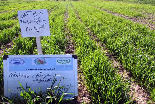 اجرای 2 مزرعه  پی وی اس ارقام مشارکتی گندم و جو در شهرستان بناب