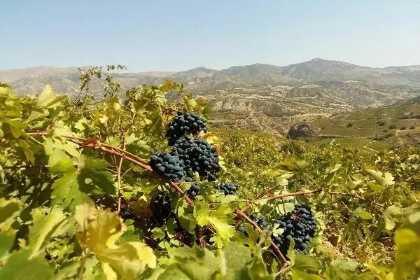 تاکداران سردشتی انگور خود را به مراکز خرید مجوزدار تحویل دهند
