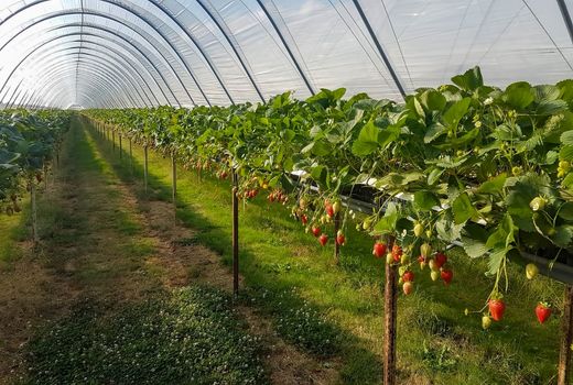 توسعه گلخانه‌ها نیازمند حمایت‌های اقتصادی، فرهنگی و اجتماعی است