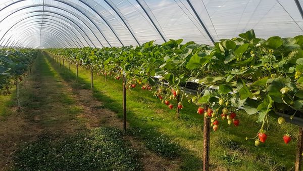 توسعه گلخانه‌ها نیازمند حمایت‌های اقتصادی، فرهنگی و اجتماعی است