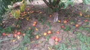 هجوم آفت مگس میوه مدیترانه ای به باغات شهرستان رابر