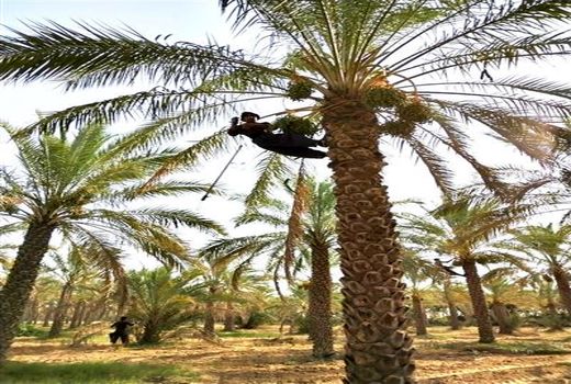 آغاز آرایش وتنک کردن خوشه های خرما در استان بوشهر