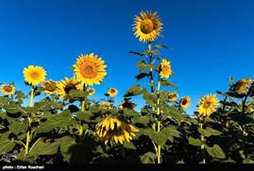 خرید تضمینی تخمه آفتابگردان در خراسان شمالی کیلویی 41 هزار و 565 ریال