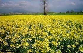 کشت مکانیزه کلزا در بخش ماهان