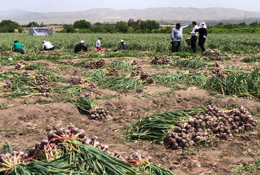 برداشت 850 تن سیر خشک از مزارع شهرستان بناب