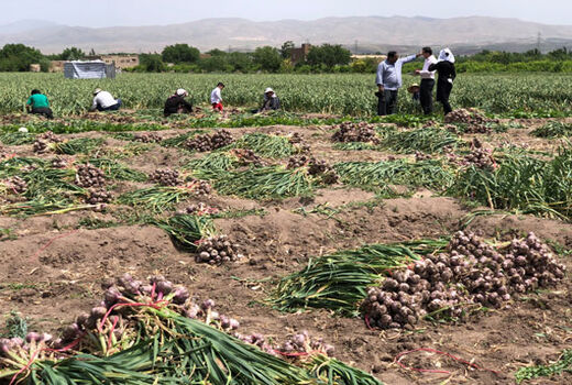 برداشت 850 تن سیر خشک از مزارع شهرستان بناب