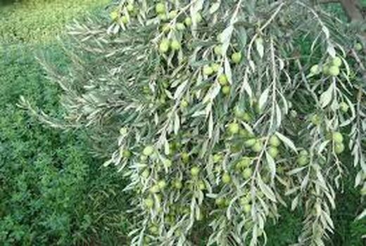 استان سمنان پیشرو در صدور شناسنامه‌های باغی