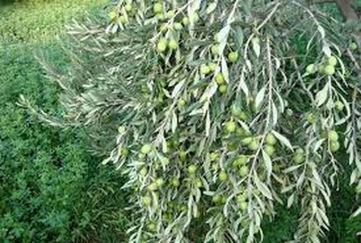 استان سمنان پیشرو در صدور شناسنامه‌های باغی