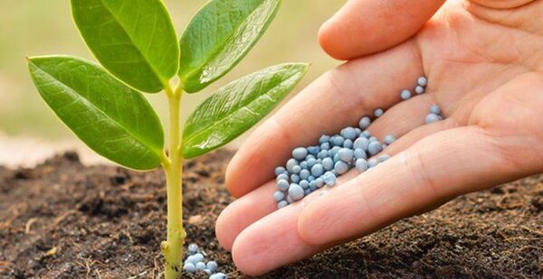  5 میلیون تن برآورد میزان کود شیمیایی برای سال زراعی آینده