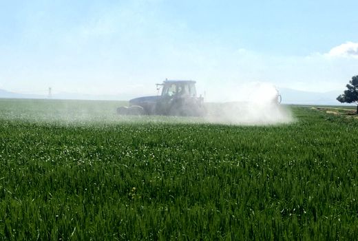 مزارع گندم بذری خرامه محلول پاشی شد