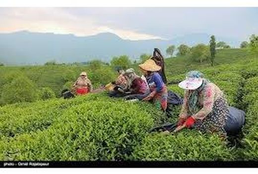 پیش‌بینی تولید 3000 تنی برگ چای در تنکابن