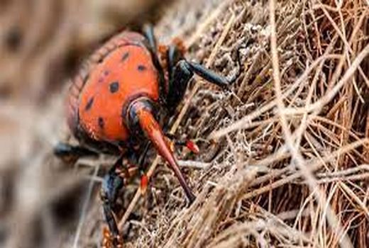 آفت سوسک سرخرطومی زنگ خطری برای نخلستان های استان کرمان