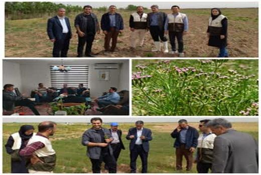 برگزاری نشست هماهنگی و بررسی کشت مقایسه ای علوفه کم آب بر در شهرستان آبیک