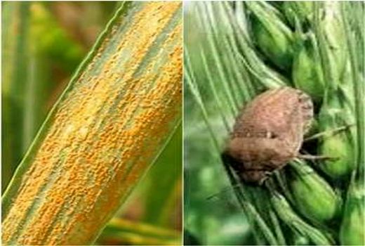 مبارزه با زنگ زرد گندم در مزارع رستم