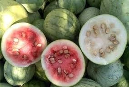 برداشت هندوانه دیم از مزارع کازرون 