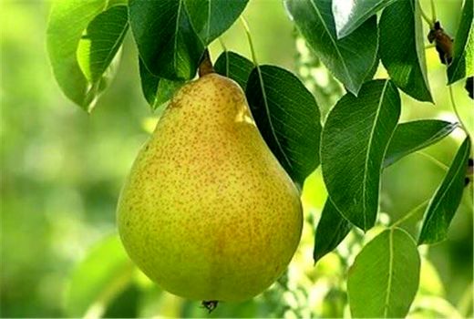 آغاز برداشت گلابی از باغات استان قزوین/ پیش‌بینی برداشت ۲۵ هزار تن محصول