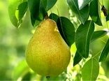 آغاز برداشت گلابی از باغات استان قزوین/ پیش‌بینی برداشت ۲۵ هزار تن محصول