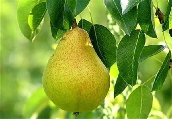 آغاز برداشت گلابی از باغات استان قزوین/ پیش‌بینی برداشت ۲۵ هزار تن محصول