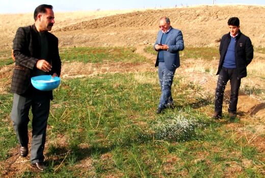 کسب رتبه سوم استانی اهر در تولید زعفران