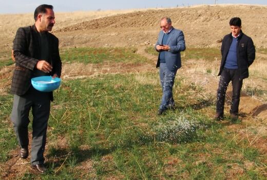 کسب رتبه سوم استانی اهر در تولید زعفران