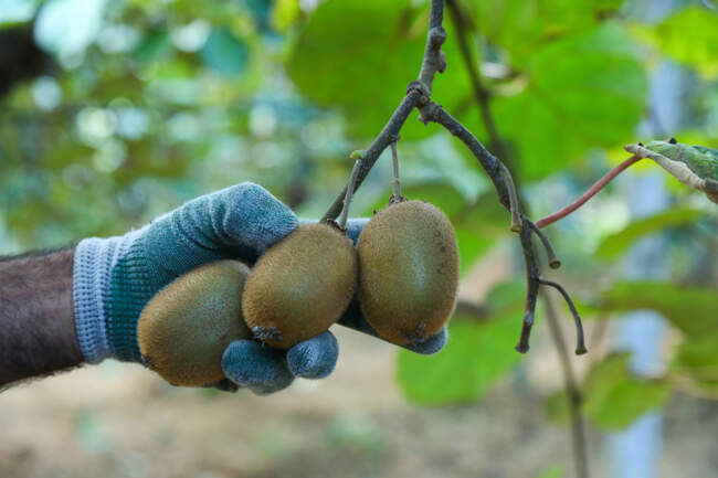  میوه ای شگفت انگیز به نام کیوی 