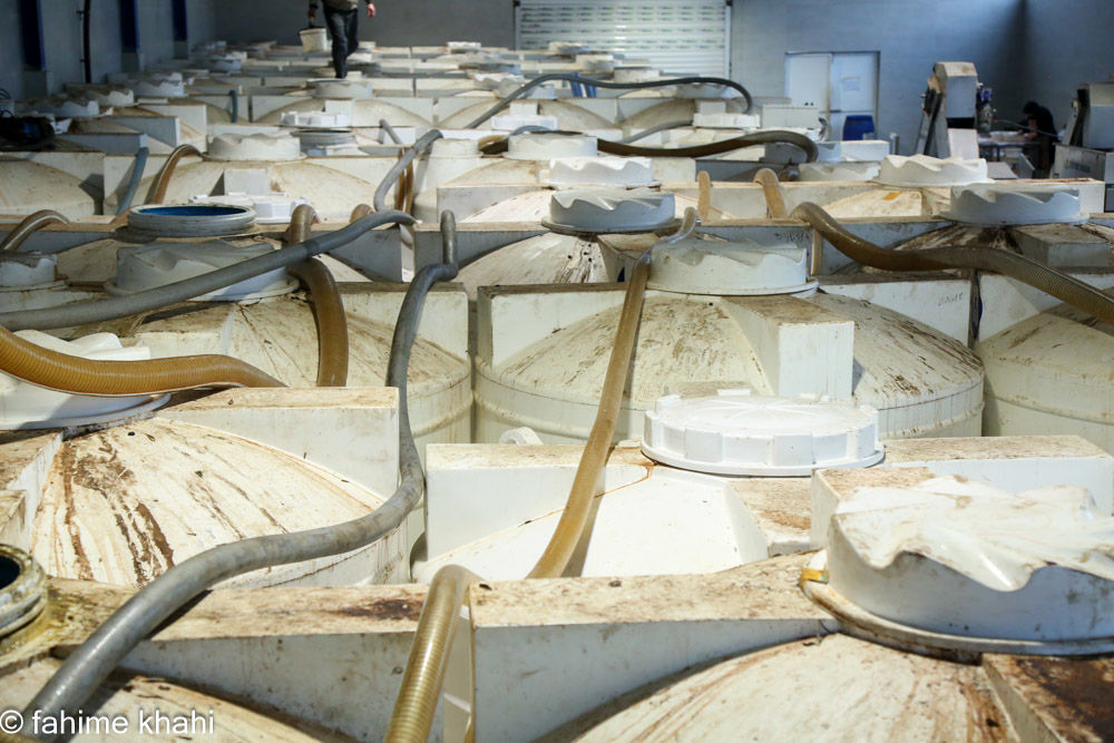 از لمس شاخه تا عصاره ی نور  