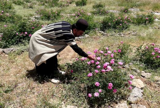 توسعه کشت گیاهان دارویی-کوهرنگ