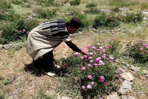 توسعه کشت گیاهان دارویی-کوهرنگ