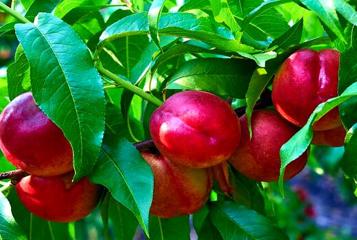 بیش از 35 هزار تن شلیل از باغات آذربایجان غربی برداشت می شود 