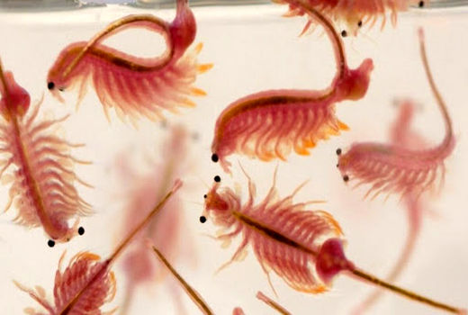 بررسی راهکارهای توسعه تولید آرتمیا در مجتمع 2 هزار هکتاری فسندوز میاندوآب 