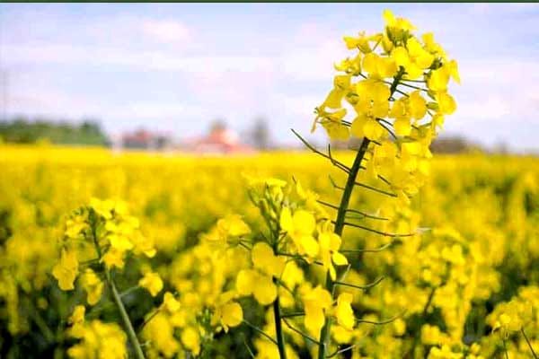 ۳۰۰ هکتار از اراضی کشاورزی پلدشت زیر کشت کلزا رفته است