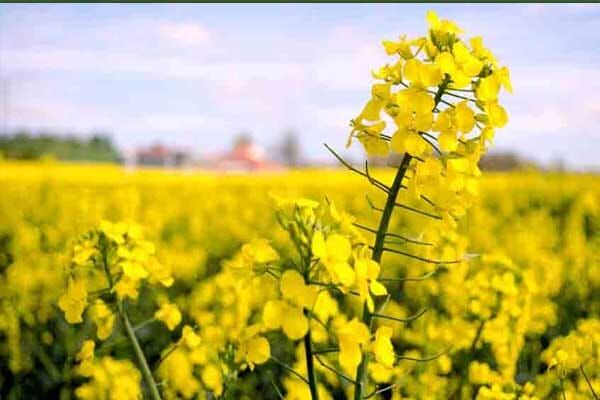 ۳۰۰ هکتار از اراضی کشاورزی پلدشت زیر کشت کلزا رفته است