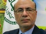 سرشاخه کاری در باغات گردو؛ انقلابی در اقتصادی کردن باغات گردوی استان ایلام