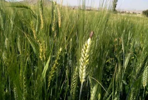 مبارزه با سن غلات در ۱۸ هزار هکتار از مزارع چهارمحال و بختیاری 