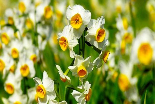 مشکلات گل نرگس کاران«دره‌شهر» بررسی و حل می‌شود