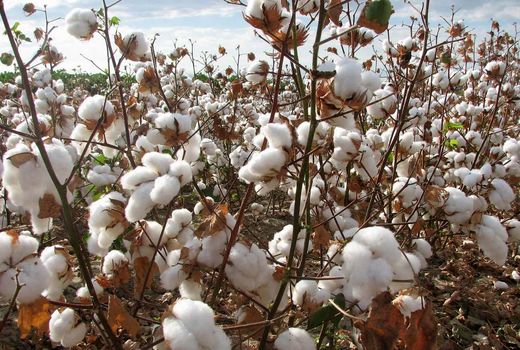 پیش بینی کشت پنبه در 90 هزار هکتار اراضی/ کود یارانه‌ای به پنبه‌کاران تعلق گرفت