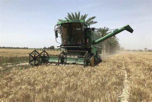 آغاز خرید گندم در مراکز تعاون روستایی استان بوشهر 