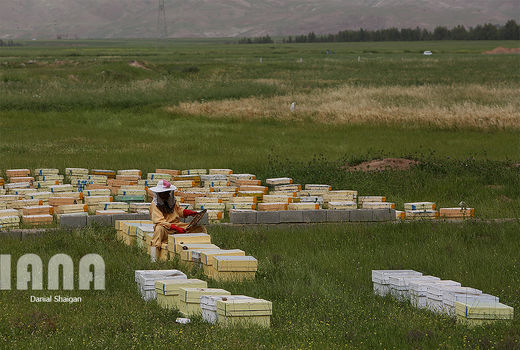 ریزگردها تولید عسل در خوزستان را کاهش داد 