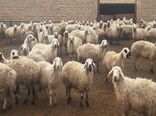 مهمترین فرصت های سرمایه گذاری در بخش دام وطیور استان کرمان