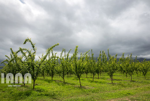 بورس قیمت میوه ها را واقعی می کند