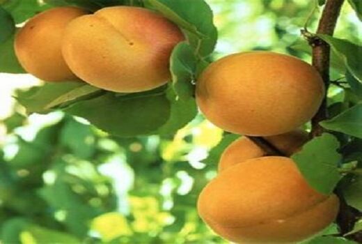 افزایش پنج برابری سطح باغ های زردآلو در بیضا