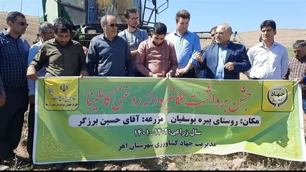 برداشت بیش از 190 تن گیاه روغنی کاملینا در شهرستان اهر