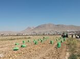  فعالیت  ۲۰ سردخانه فعال و تخصصی ذخیره سیب‌زمینی در شهرستان بروجن 